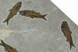 Plate of Seven Fossil Fish (Knightia) - Wyoming #370906-1